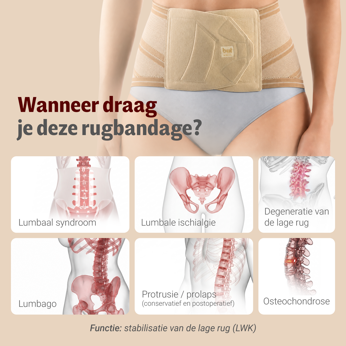 BORT Stabilo Basic Lady-rugbandage met pelotte, beige — toepassing en werking