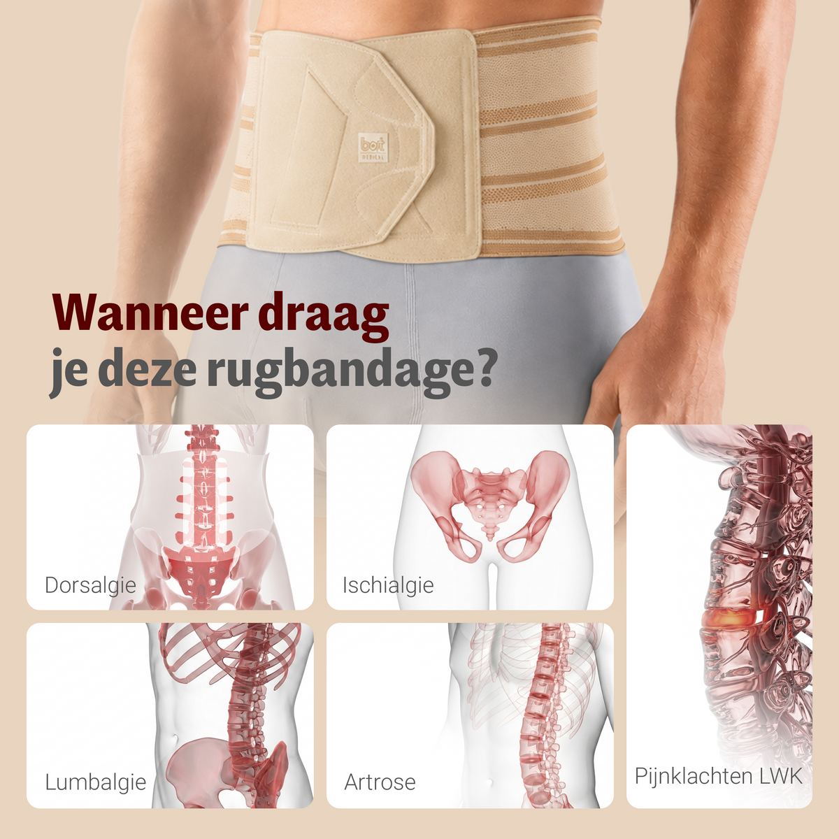 BORT Stabilo Basic-rugbandage met pelotte, beige — toepassing en werking