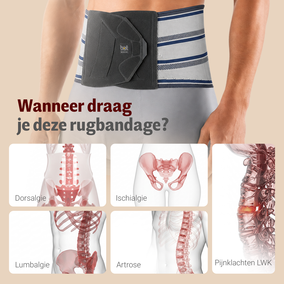 BORT Stabilo Basic-rugbandage met pelotte, zilver — toepassing en werking