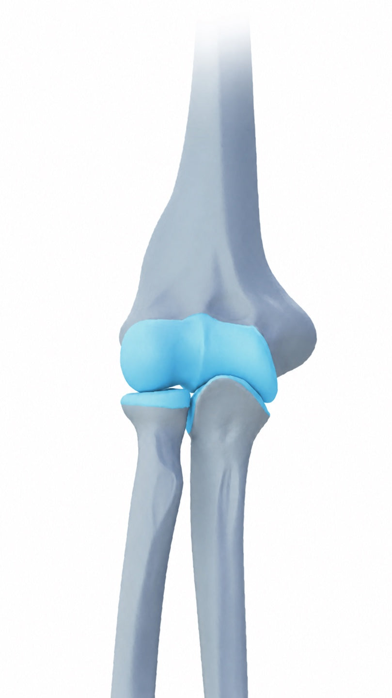 Anatomie elleboog - illustratie BORT Medical